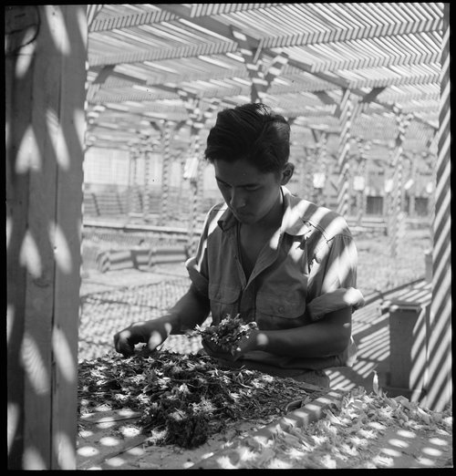Manzanar Relocation Center, Manzanar, California. An evacuee is shown in the lath house sorting see . . .